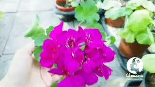 Пеларгония (герань) сорта Moxie violet