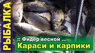 Фидер весной: караси и карпики. Рабочая наживка.