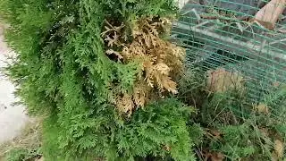 Туи. Болезни туй, борьба с вредителями.
