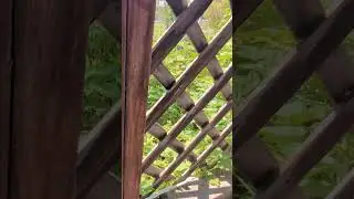 Tranquility Embraced: Sunshine, Raspberries, a Cow, and Chimes in the Wind