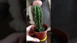 Кактус
