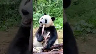 panda #ytshorts #animals #wildlife