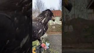 Neuzugang Arielle | Weißkopfseeadler juv.