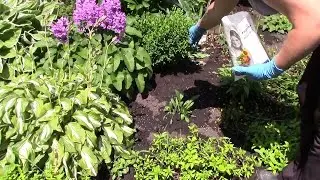 Многолетние цветы в саду. Уход за цветником и подкормка летом - 7dach