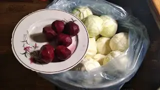 Fermented whole-head cabbage for winter // Simple // Fast.
