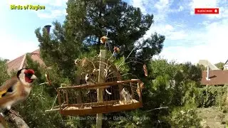 Ловля певчих птиц на западок. Catching songbirds.