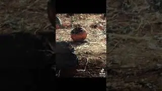 oh way down we go (not mine) #edit #shorts #tiktok #strangerthings