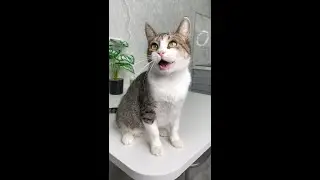 Я НАКАЗАЛА МЯТУ? ПРИ ЧЕМ ТУТ РОБОТ-ПЫЛЕСОС REDMOND?!😳