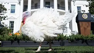 Biden pardons Thanksgiving turkeys: 'There's no 