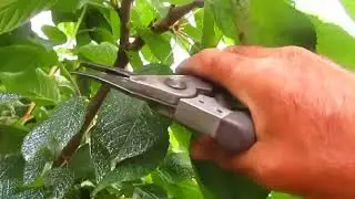 Три варианта обрезки черешни.