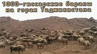 гисариский барани в горах