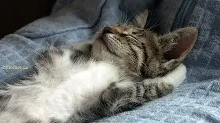 Смешные животные, приколы, коты играют с водой