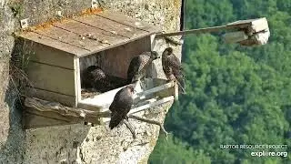 Great Spirit Bluff Falcons  Flight training , attempt to catch the prey (explore.org 06 19 2023)