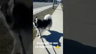 Хаски - сирена. 