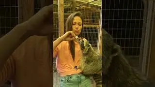 Курганские еноты #страусинаяферма #курган #еноты #екатеринбург