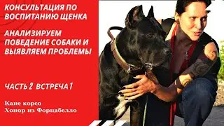 Воспитание щенка-подростка. Агрессия. Кане корсо Хонор из Форцабелло