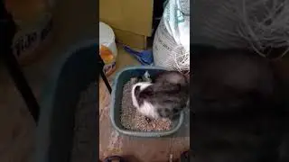 Кошка Жулька экосексуалка....