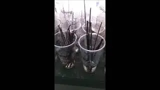 Plants that root in just water for Pa and NJ Landscapes  By Highland Hill Farm