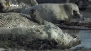 Удивительные существа (Длинномордый тюлень)