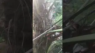 Прикол, котята на пальме