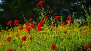 Francis Purcell - Surrender (Torna a Surriento Instrumental)