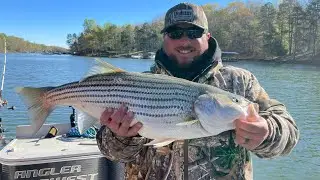 LAKE HARTWELL-BIG BAIT, BIG FISH