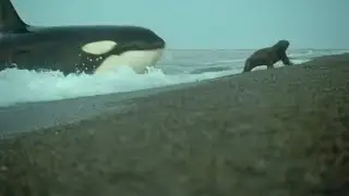 Orca attacking prey ocean predator killer whale hunting dolphins vs sharks