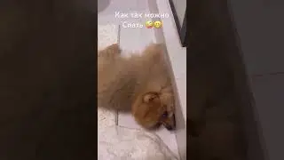 Мне удобно 😄 #шпиц #шпицуля #собака #приколы #юмор #приколысживотными #кузя #сон