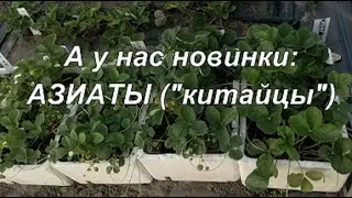 А у нас новинки - АЗИАТЫ ("китайцы")
