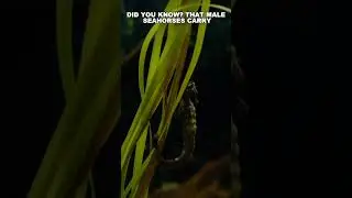 Did you know? Male seahorses carry and give birth to their offspring. 
