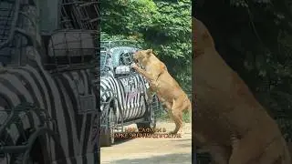 Мир Сафари в Южной Корее 🇰🇷