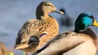 Zara - Atım Arap