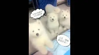 超级可爱的宠物视频 可爱的动物 #shorts #10433