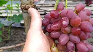 Krypton - very early, crispy, marketable grapes
