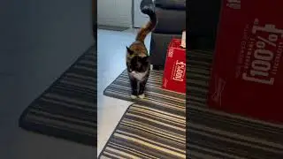 CAT SAYING “I lav yewww❤️” #cat #catstalking #catvideos #funnycats