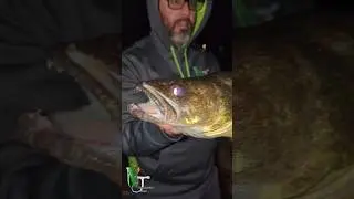 Night walleye hunting giants  #fishing #shorts #nature #outdoors #podcast #outdoors  #reels #shorts