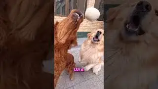 THESE DOGS ARE STARVING! 😱🐶