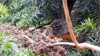 Nesting American Robin (Turdus migratorius)