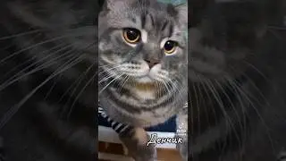 #кот