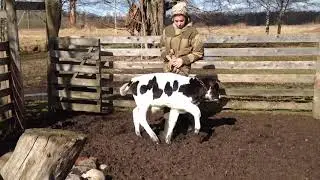 Коровавминус/Обнулили бюджет