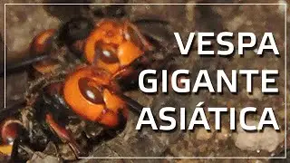 Encontrei um ninho de Vespa Gigante Asiática!