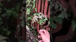 Rivew daun hanjuang🤣