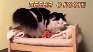 ПЕСНЯ  О ВЕЛИКОМ ПОСТЕ! ПРИКОЛЫ  С ЖИВОТНЫМИ 2019