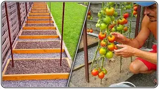 200. Tomato Beds, Convenient and Very Productive (410 kg per 18 m²)
