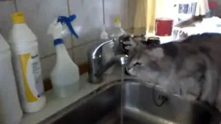 my cat drinking from the faucet