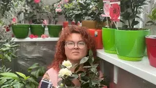 Propagation of Japanese camellia by woody cuttings.