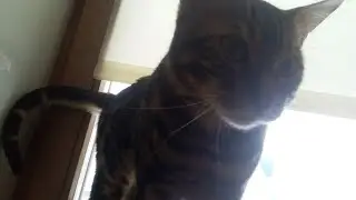 Как ПРАВИЛЬНО мыть котов (Ответ)