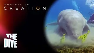 Meet the rarest marine mammals in the Philippines! Dugong, the 