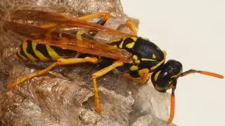 Wasps and winter. 4K video. Winter sleep wasp nest. And we go to sleep. Wespen und Winter.