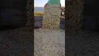 Семена 🚜💪🏻🌱
